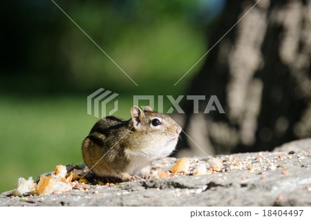 Chip Monk 18404497