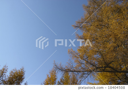 Yellow leaves of larch 18404508