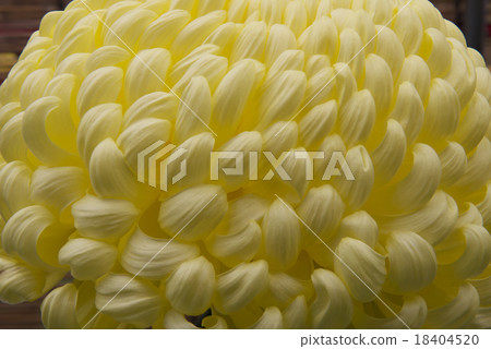 菊花 18404520