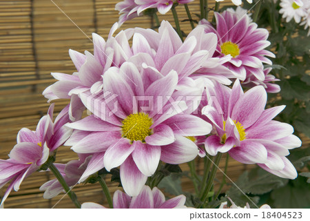 菊花 18404523
