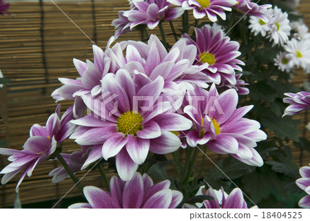 菊花 18404525