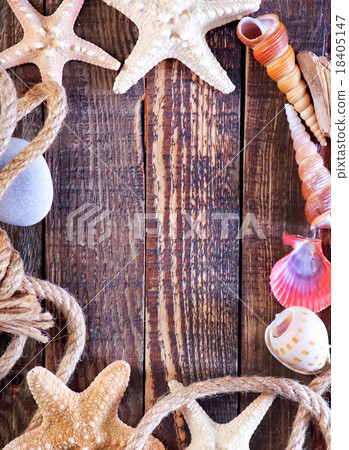sea shells 18405147