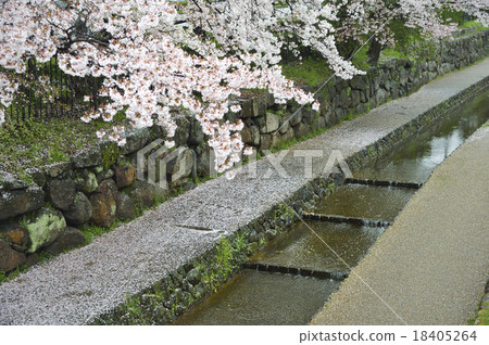 Horikawa Sakura Kyoto Nijo 18405264