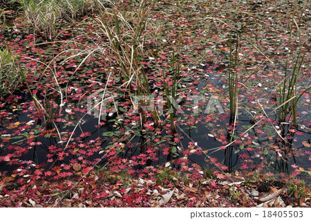 Takadoya wetland 8 18405503