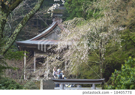 Kinmin Shrine禮拜堂Sakura 18405778