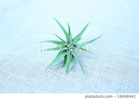空氣植物 18406042