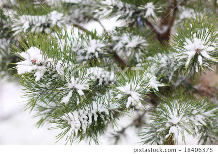 First winter snow branches First winter snow branches 18406378