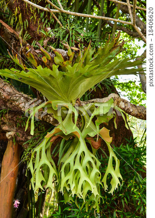 Platycerium fern 18406620