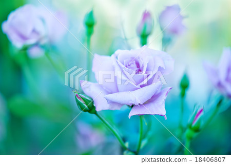 roses roses 18406807