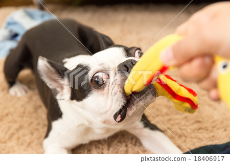波士頓梗犬 波士頓梗犬 18406917