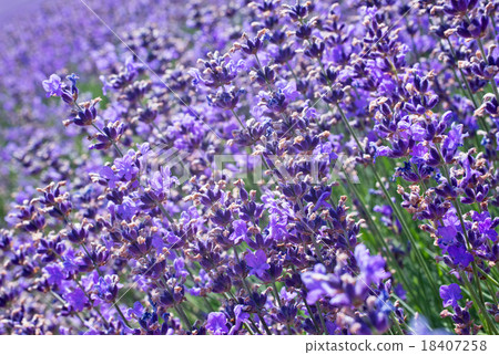 lavender 18407258