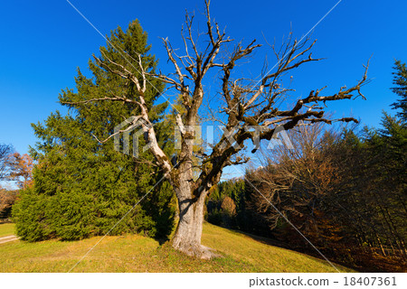 Green Pine and Leafless Tree Oak Green Pine and Leafless Tree Oak 18407361