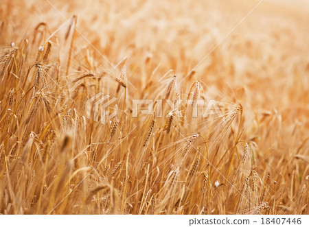 wheat 18407446