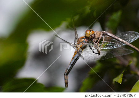 Akiakane stopping on branches Akiakane stopping on branches 18407867