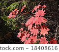 在山的秋葉 18408616
