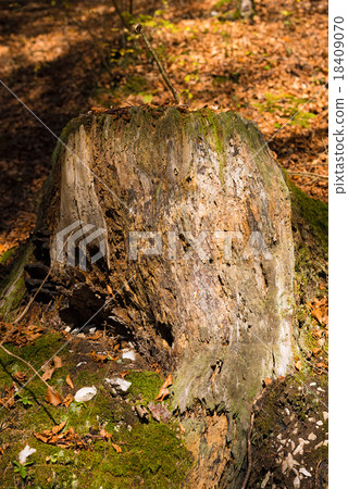 Old Tree Stump in the Undergrowth Old Tree Stump in the Undergrowth 18409070