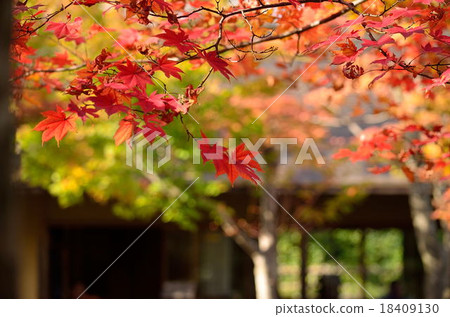 Autumn leaves in the Japanese garden Autumn leaves in the Japanese garden 18409130
