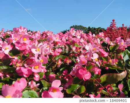 Dark pink colored beconi flowers in blue sky 18409401