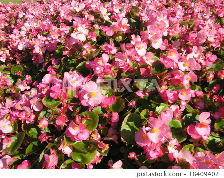 Dark pink bequonia flowers are beautiful 18409402