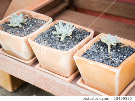 Cactus plants in minimal garden 18409550