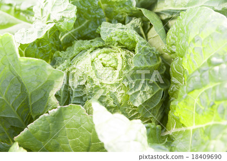 Cabbage 18409690