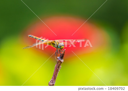 Dragonfly sticking to branches Dragonfly sticking to branches 18409702