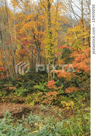 Okutsenka Nature Park 18409898