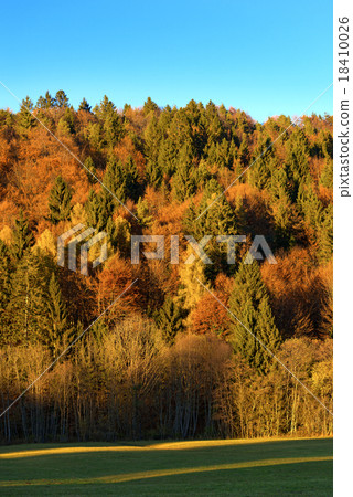 Autumnal Forest at Sunset - Trentino Italy Autumnal Forest at Sunset - Trentino Italy 18410026