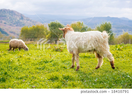 Goat - selective focus over the goat Goat - selective focus over the goat 18410791