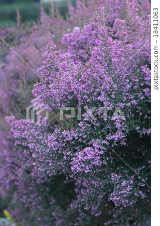 Erika no Erika從冬天到春天綻放。 Erika no Erika從冬天到春天綻放。 18411063