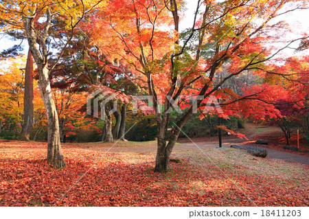 Momiji廣場神山公園 Momiji廣場神山公園 18411203