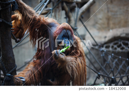 Portrait of adult orangutan 18412008