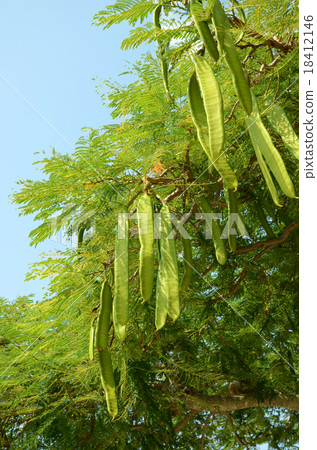 Phoenix tree species Phoenix tree species 18412146