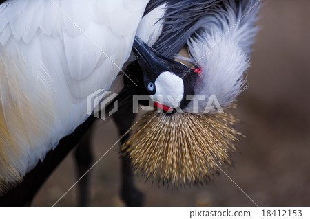 Crowned Crane Bird 18412153