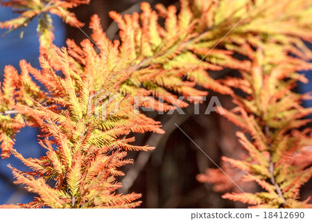 Rakuto autumn leaves 18412690