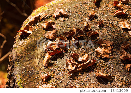 Pine Needles and Dry Leaves 18413009