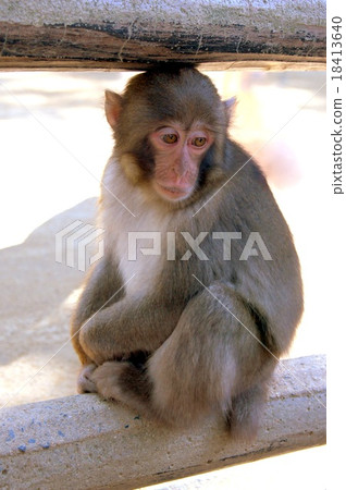 Child monkey in group C (Takasakiyama natural animals park) Child monkey in group C (Takasakiyama natural animals park) 18413640