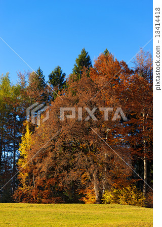 Trees with Autumn Colors - Trentino Italy 18414418