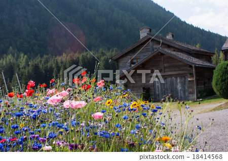 flower field in the Alps flower field in the Alps 18414568