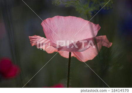 flowers in close-up alps flowers in close-up alps 18414570