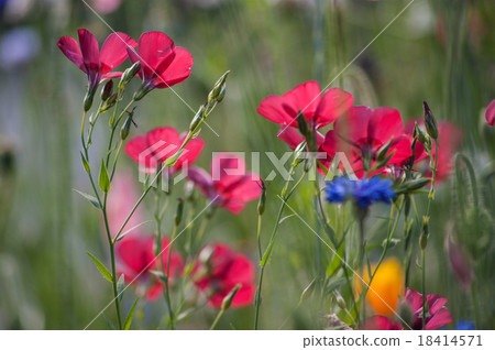 flowers in close-up alps flowers in close-up alps 18414571