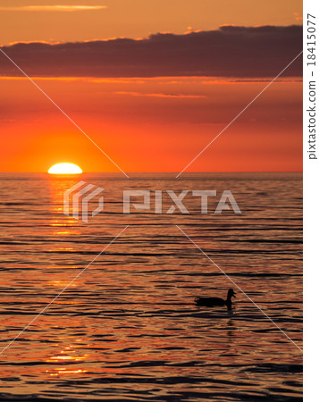 Duck and sunset 18415077