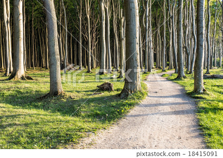 Coastal forest on the Baltic Sea coast Coastal forest on the Baltic Sea coast 18415091