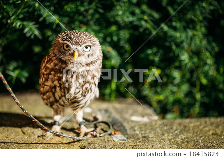 The small owl. Wild bird The small owl. Wild bird 18415823