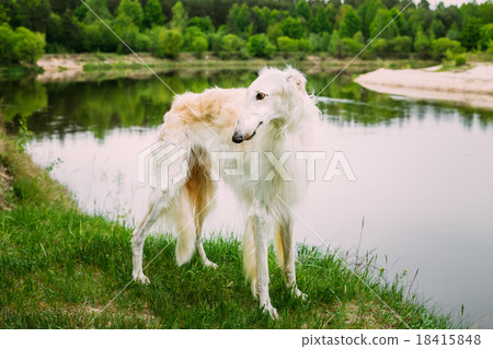 White Russian Borzoi, Borzaya Hunting Dog walking 18415848