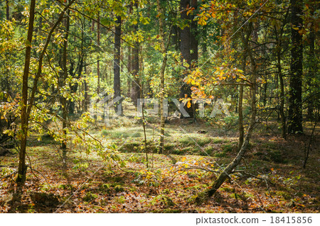 Old World War Trenches In Forest Since Second 18415856