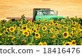 Agricultural Flat Bed Truck in Field of Sunflowers 18416476