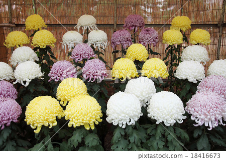 Kikuhana Exhibition 18416673