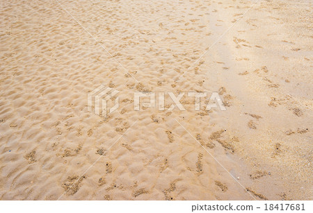 Ghost Crab habitat 18417681
