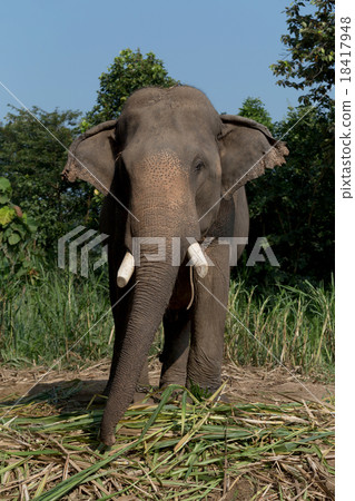 Thai elephant Thai elephant 18417948